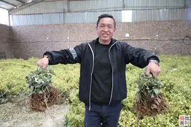 全国独家新品茶落户小山村，每斤不低3000元，当地告别无茶叶历史图片