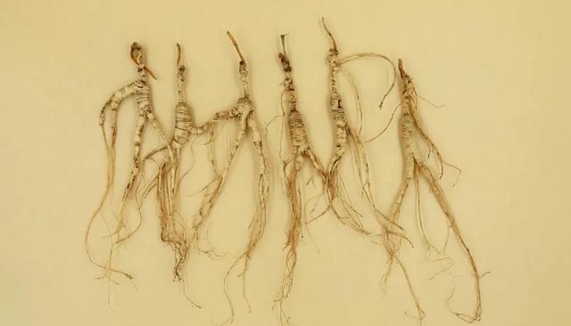 服用人参有禁忌