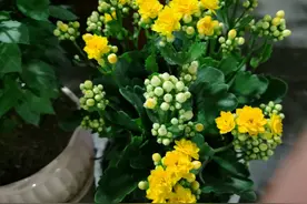花花开的正艳图片