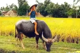 《牧童短笛》以及杜恩龙教授“骑牛吹笛”是“文人的意淫”图片