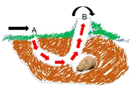 草原犬鼠都会利用的伯努利原理图片