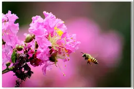 夏日“舞燕惊鸿，未足为喻”的紫薇，打破了“花无百日红”的魔咒图片