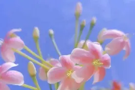 梦里什么都有，生命逝去一切皆空图片