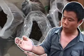 男子沉迷抓苍蝇，仅用3年时间，抓了7万多只苍蝇图片