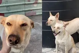 因为看着像，女子直接把路边狗狗带回家，结果上演尴尬闹剧图片