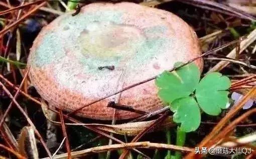 楚雄市南华县舌尖盛宴——菌子大全