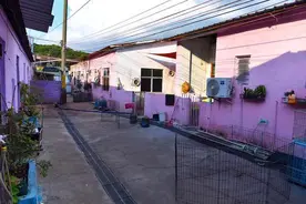 独家 | 暑期“狗狗培训班”都教啥？深晚记者实地探访犬只训练基地图片