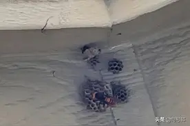 入侵的“杀手大黄蜂”正式回到了美国，被蜇到可以毒死成年人图片