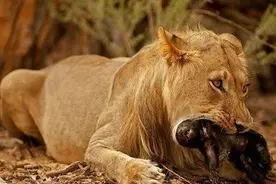 蜜獾被各种天敌捕杀，却没有一种天敌能影响蜜獾的数量，原因在哪图片