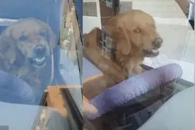 笑哭！金毛在车内呲牙帮主人看车，网友：它可能是笑得太狠了