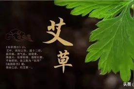 艾草一年收割几茬直接影响艾灸的效果，你的艾条是几茬艾做的？图片