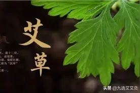 艾草一年收割几茬直接影响艾灸的效果，你的艾条是几茬艾做的？图片