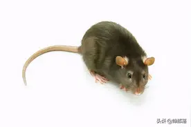 怎么毒也不会灭绝，老鼠的防毒能力有多强？4道工序后才会进食图片