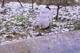 河北男子和老婆打雪仗，看到老婆捏的雪球傻眼：多少带点私人恩怨图片