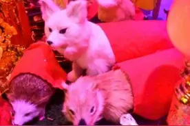 出马仙是什么意思 胡黄白柳灰（修炼成仙的动物）图片