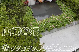 20210410唐师曾：司徒雷登墓图片