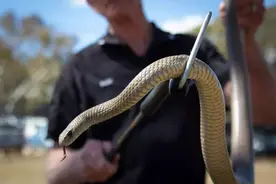 程德明：有名的捕蛇人，被蛇“追杀”了5年，他到底对蛇做了什么图片