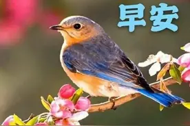 祝福表情包｜我早已为你种下，九百九十九朵玫瑰图片