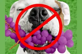 狗狗吃这些食物，就是给它的肠胃“上刑”图片