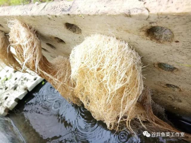 鱼菜共生植物缺素新认知 汇总