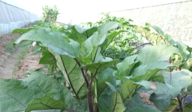 鑼勫瓙鍚庢湡闀垮娍宸紝甯稿嚭鐜颁竴绉嶇梾瀹筹紝闃叉不鎶€宸ц鐭ラ亾