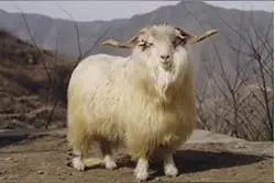 我国本土山羊品种很多，这14种你们有没有养过？（一）图片