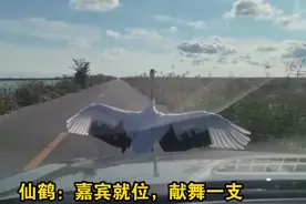 黑龙江一男子偶遇仙鹤挡路，还献上舞蹈，网友：何其有幸为你独舞图片