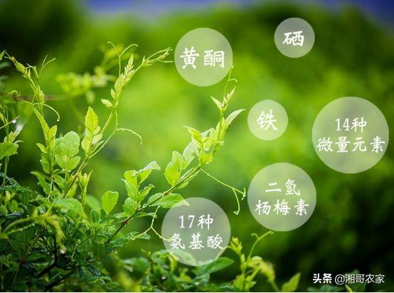 药物杀不死病毒，免疫力却可以！常喝它，提高免疫力