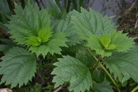 村里人叫它“咬人草”，长满毛刺，却是一种“山中药”，还能创收图片