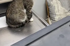 机智流浪猫骗暖男收养，勘察暖男实力后，隔天带四个娃上门图片