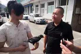 热心市民主动上交国家二级动物鹩哥图片