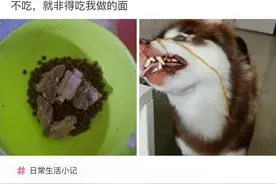 “狗不吃自己碗里的排骨，非要吃主人的面条，”这评论也太好笑了图片