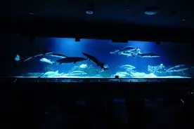 北京海洋馆本周五重新开放，实行实名预约购票图片