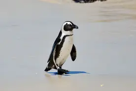 热带也有企鹅？南非海滩惊现63具野生企鹅尸体，它们被蜜蜂蜇死了图片