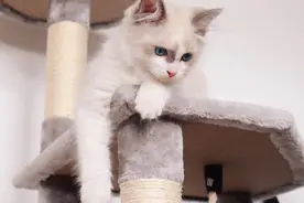不要做后悔的事情 养猫需要谨慎考虑！铲屎官饼干姐姐的建议图片