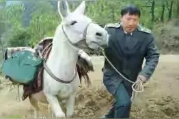 中国邮政没有到不了的地方！雪山可以崩塌，邮政人永远不会倒下图片