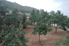 花椒园治草论：要选择科学除草方式，实现椒园丰产丰收图片
