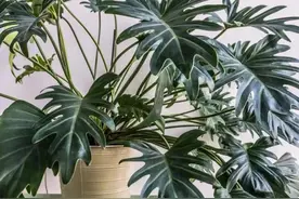 “自制花肥”很简单，准备这3种材料，不花一分钱花儿蹭蹭长图片