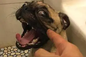 论狗是怎么一步一步从小乖乖变成小贱贱的？图片