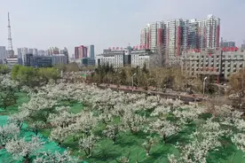 邯山梨园的春有多美，点开看！图片