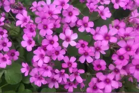 55岁婚外情男人：为情人跟原配离婚，离婚后却更怀念跟前妻的生活图片