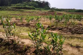 一份承诺，一种担当——湖口凰山村脱贫记图片