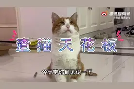 渣猫天花板？！一只流浪橘猫竟然撩了5个小姐姐图片