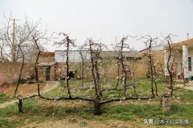 83岁老人院子里一株桃树上长出了13棵桃树，开花像“孔雀开屏”图片