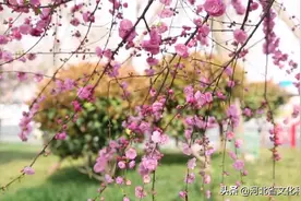 春有约，花不误，邢台春色满园！图片