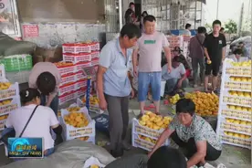 诚信赢天下！蒙阴这位蜜桃经销商远近闻名……图片