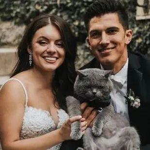 英国短毛猫丨蓝猫