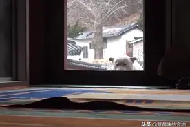 寺庙养的狗狗，在主人面前清心寡欲，背地里大口吃肉，女友成群图片