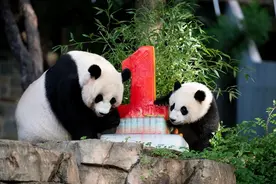 全球连线 | 华盛顿大熊猫宝宝“小奇迹”一周岁啦！来看看它那些可爱的“第一次”图片