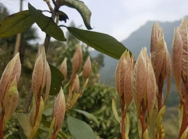 西望山下，“虫茶”完爆“猫屎咖啡”